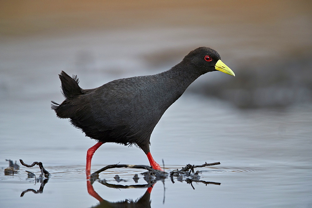 Black crake (Amaurornis flavirostris), Kruger National Park, South Africa, Africa