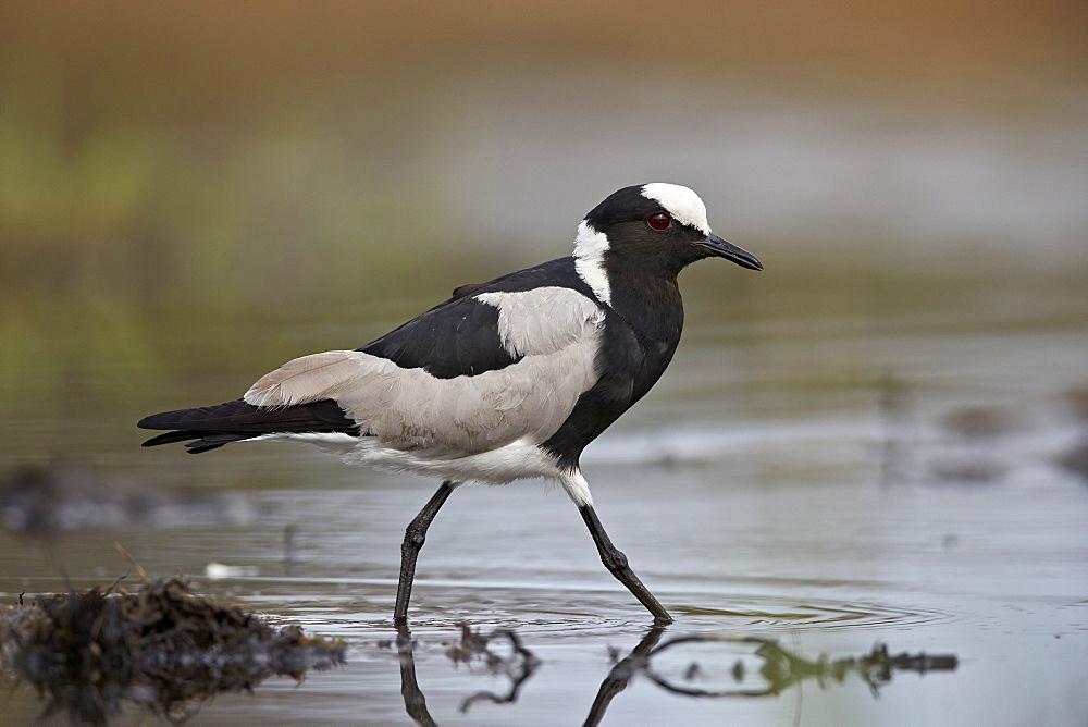 Blacksmith plover (blacksmith lapwing) (Vanellus armatus), Kruger National Park, South Africa, Africa