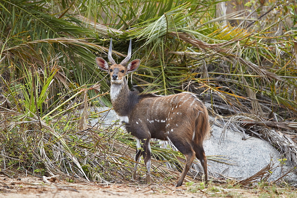 Bushbuck (kewel) (Tragelaphus scriptus), buck, Kruger National Park, South Africa, Africa