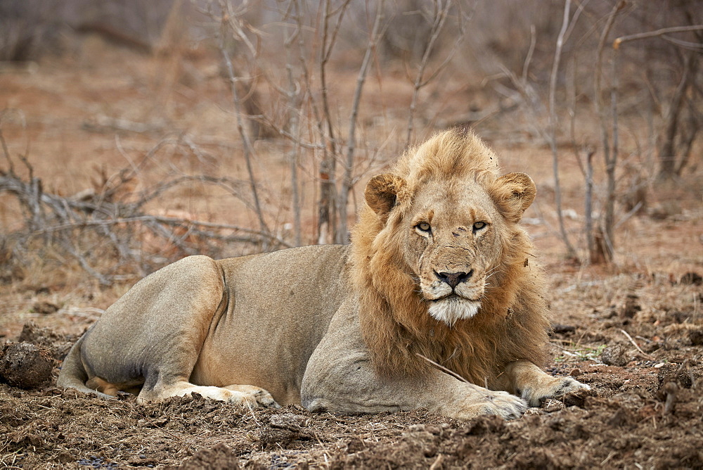 Lion (Panthera leo), Kruger National Park, South Africa, Africa