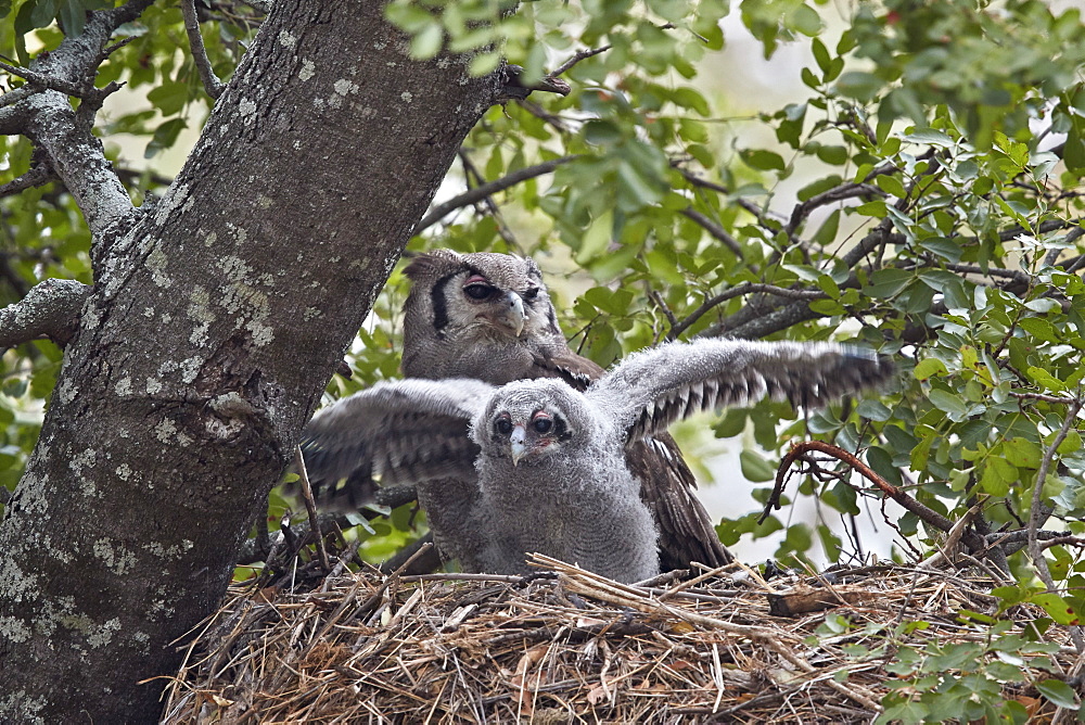 Verreaux's eagle owl (giant eagle owl) (Bubo lacteus) adult and chick on their nest, Kruger National Park, South Africa, Africa