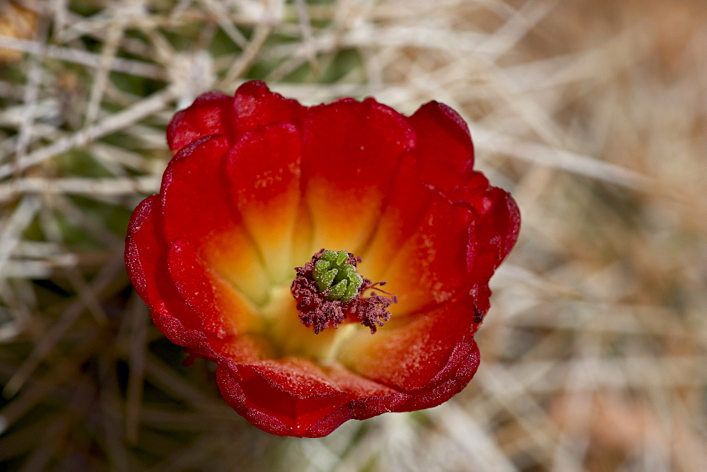 Claretcup Cactus (Echinocereus triglochidiatus) bloom, Canyonlands National Park, Island In The Sky District, Utah, United States of America, North America