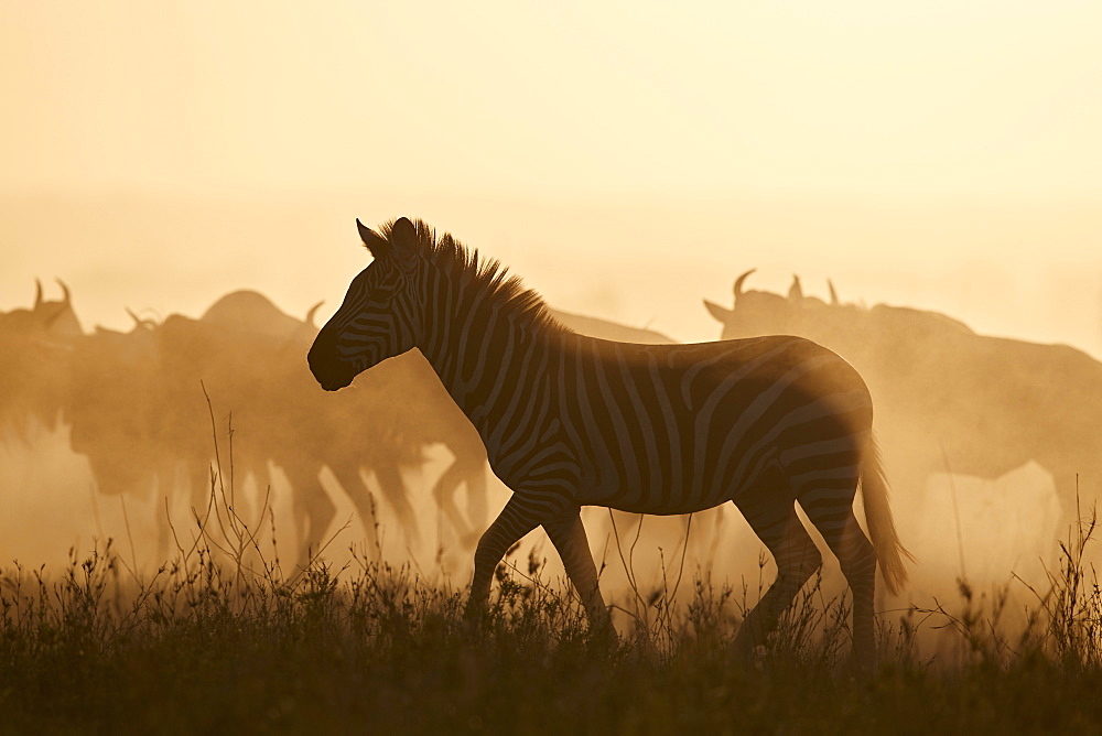 The Migration, Common Zebra (Equus burchelli) and Blue Wildebeest (Connochaetes taurinus), Serengeti National Park, Tanzania, East Africa, Africa