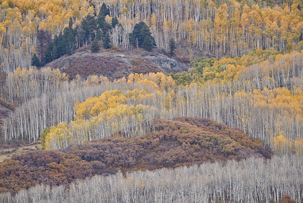 Yellow aspen trees in the fall, Uncompahgre National Forest, Colorado, United States of America, North America