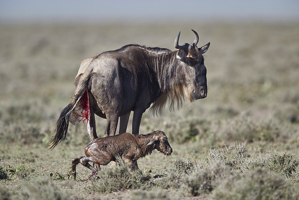 Blue wildebeest (Connochaetes taurinus) newborn calf trying to stand for the first time, Ngorongoro Conservation Area, Tanzania, East Africa, Africa