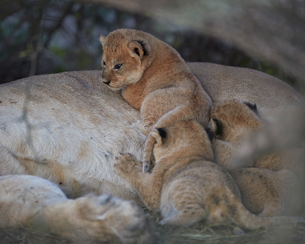 Lion (Panthera leo) cubs about four weeks old, Ngorongoro Conservation Area, Tanzania, East Africa, Africa