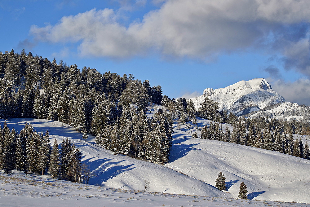 Fresh snow on evergreens, Yellowstone National Park, UNESCO World Heritage Site, Wyoming, United States of America, North America