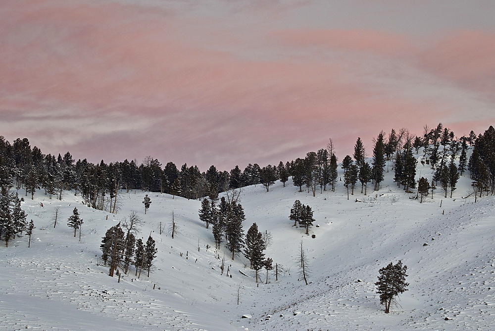 Pink clouds at dawn in the winter, Yellowstone National Park, UNESCO World Heritage Site, Wyoming, United States of America, North America