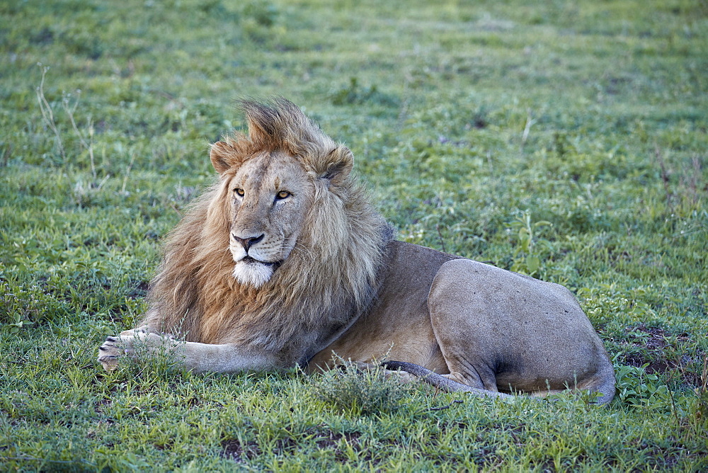 Lion (Panthera leo), Ngorongoro Crater, Tanzania, East Africa, Africa