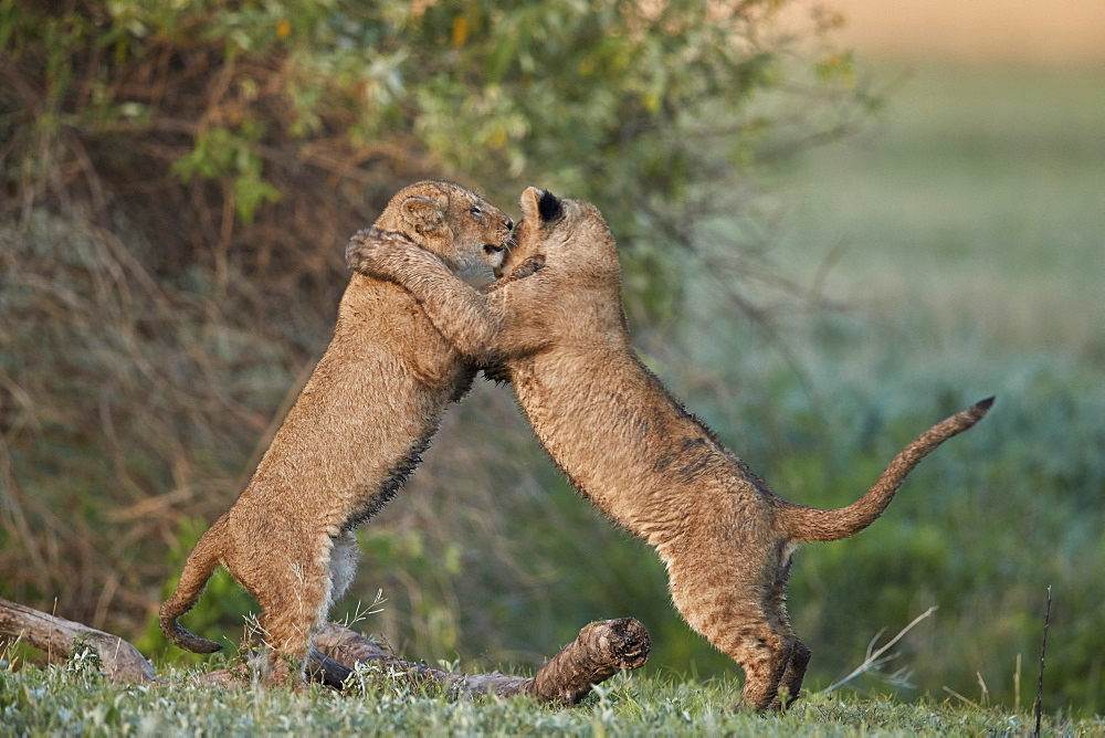 Two lion (Panthera leo) cubs playing, Ngorongoro Crater, Tanzania, East Africa, Africa