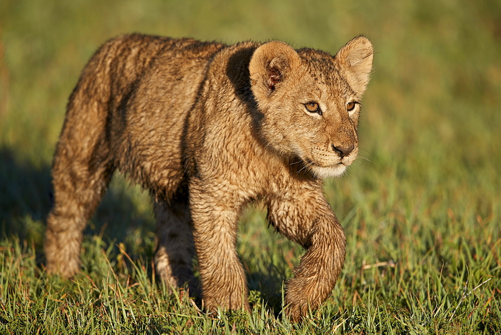 Lion (Panthera leo) cub, Ngorongoro Crater, Tanzania, East Africa, Africa