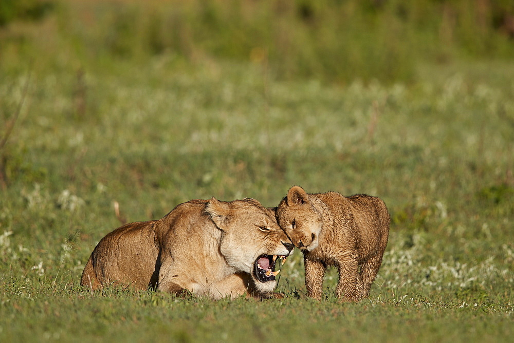 Lion (Panthera leo) cub rubbing against its mother, Ngorongoro Crater, Tanzania, East Africa, Africa