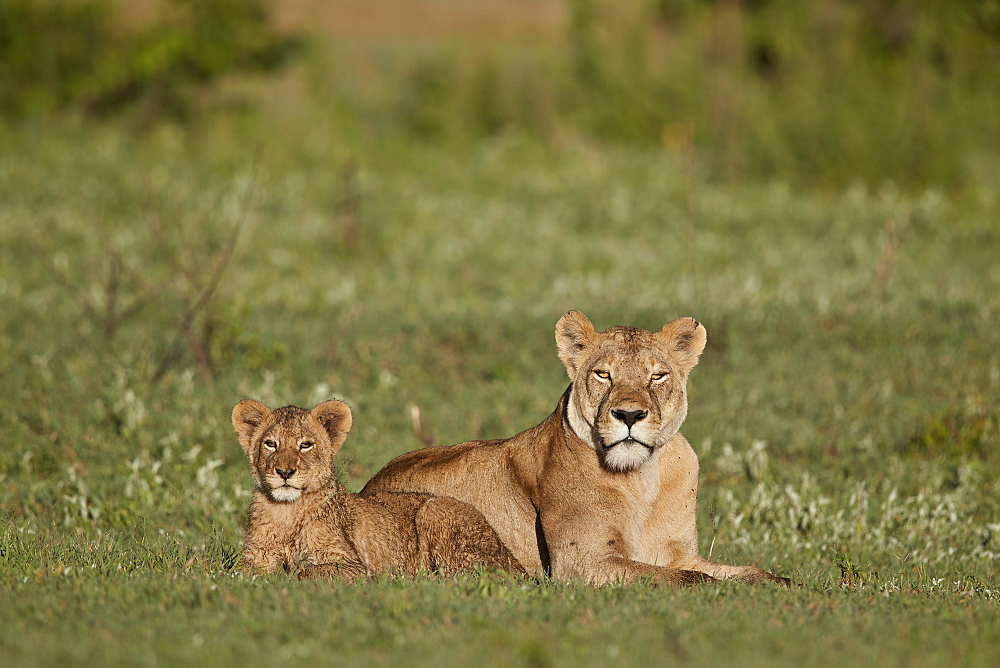 Lion (Panthera leo) cub and its mother, Ngorongoro Crater, Tanzania, East Africa, Africa