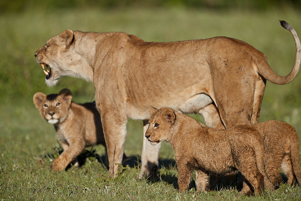 Lion (Panthera leo) cubs and their mother, Ngorongoro Crater, Tanzania, East Africa, Africa