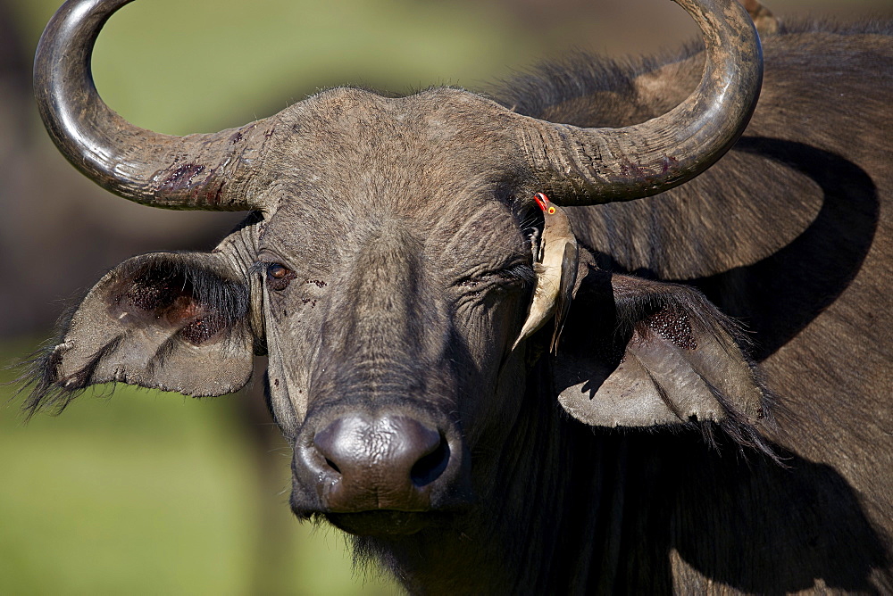 Red-billed oxpecker (Buphagus erythrorhynchus) on a Cape buffalo (Syncerus caffer), Ngorongoro Crater, Tanzania, East Africa, Africa