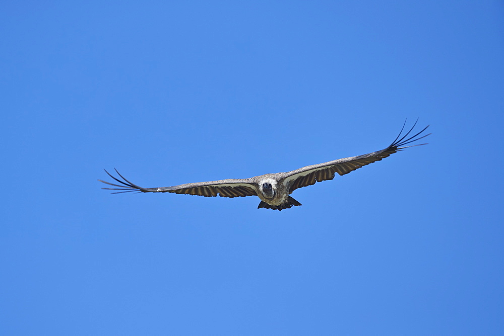 African white-backed vulture (Gyps africanus) in flight, Ngorongoro Crater, Tanzania, East Africa, Africa