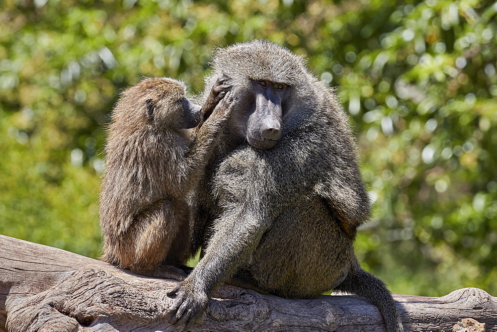 Olive Baboon (Papio cynocephalus anubis) juvenile grooming an adult male, Ngorongoro Crater, Tanzania, East Africa, Africa