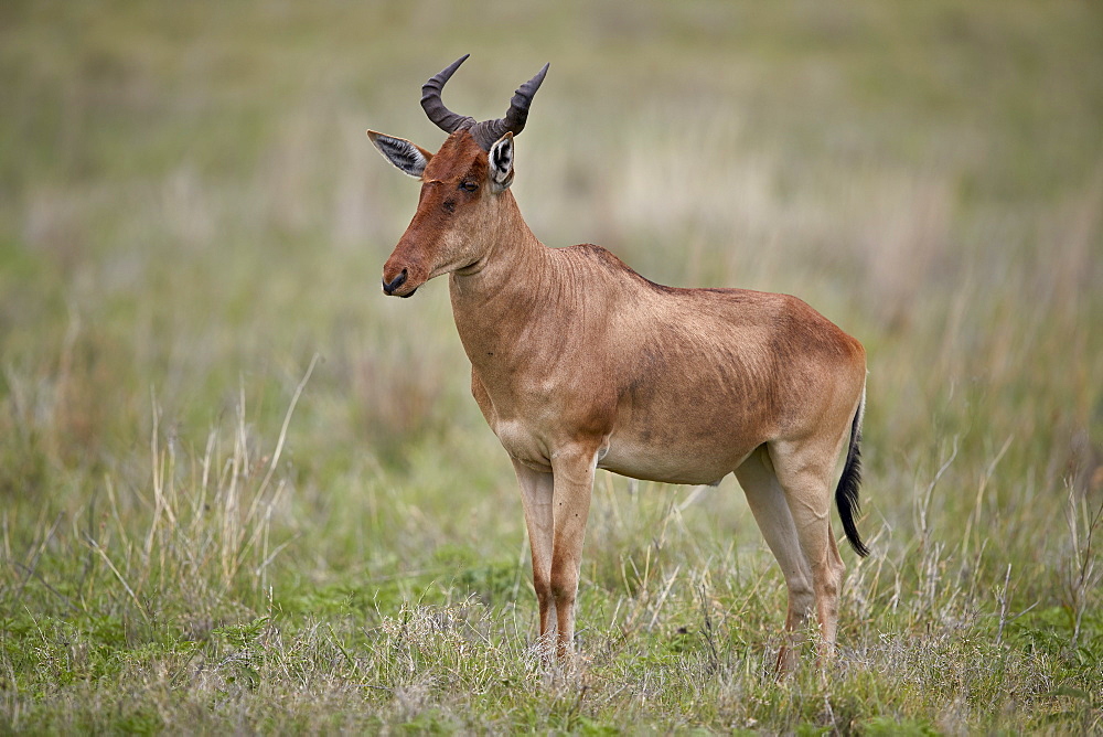 Coke's hartebeest (Alcelaphus buselaphus cokii), Ngorongoro Crater, Tanzania, East Africa, Africa