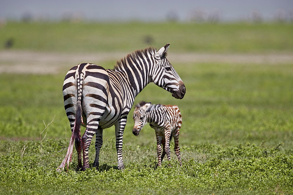 Common zebra (plains zebra) (Burchell's zebra) (Equus burchelli) mare and just-born foal, Ngorongoro Crater, Tanzania, East Africa, Africa