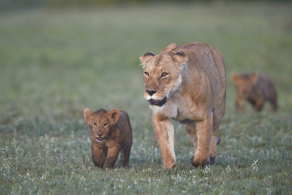 Two lion (Panthera leo) cubs and their mother, Ngorongoro Crater, Tanzania, East Africa, Africa