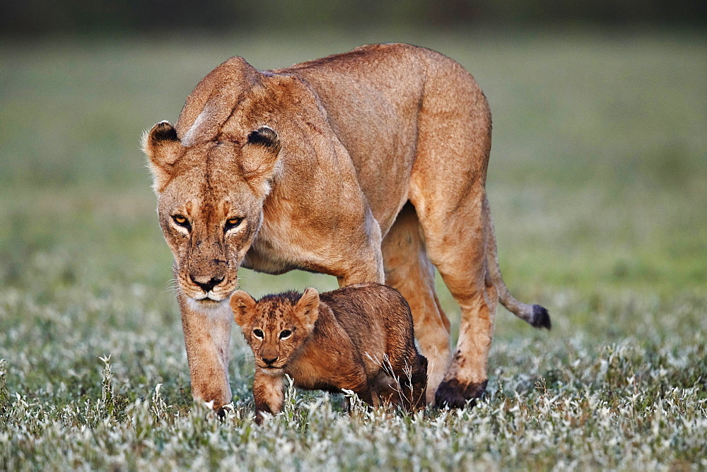 Lion (Panthera leo) cub and its mother, Ngorongoro Crater, Tanzania, East Africa, Africa