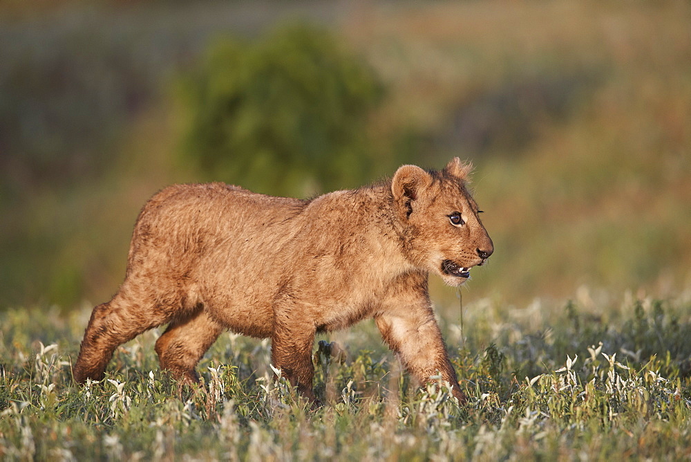 Lion (Panthera leo) cub, Ngorongoro Crater, Tanzania, East Africa, Africa