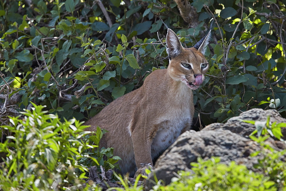 Caracal (Caracal caracal), Ngorongoro Crater, Tanzania, East Africa, Africa