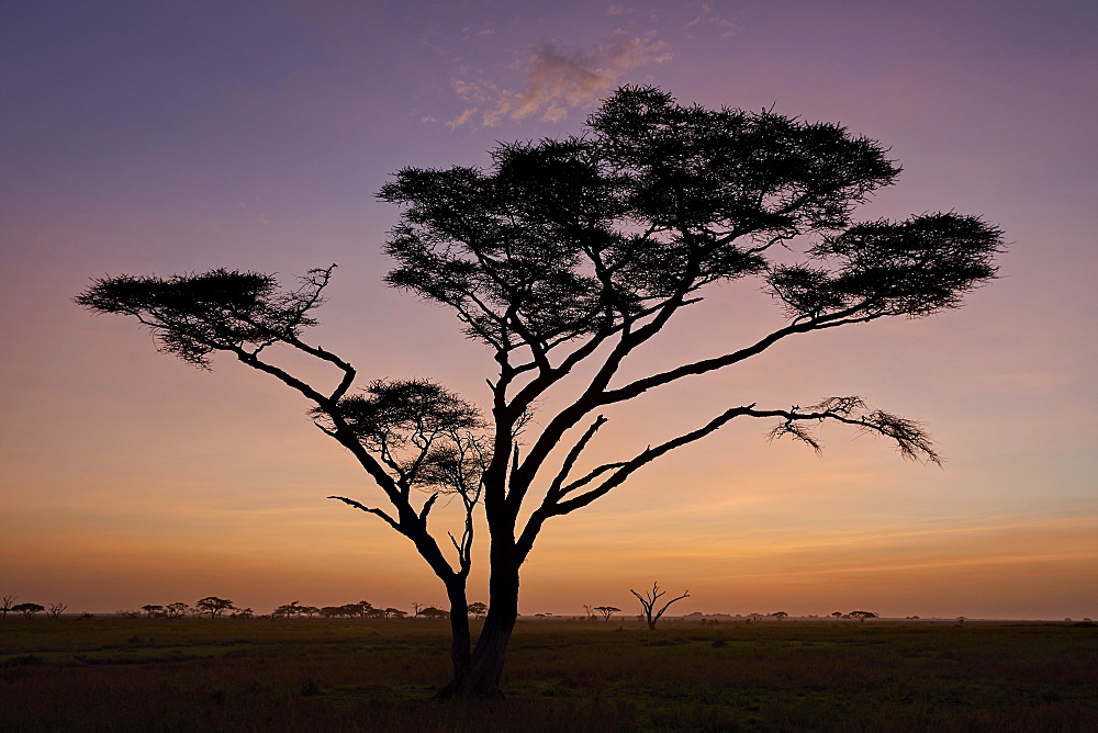 Acacia tree at dawn, Serengeti National Park, Tanzania, East Africa, Africa