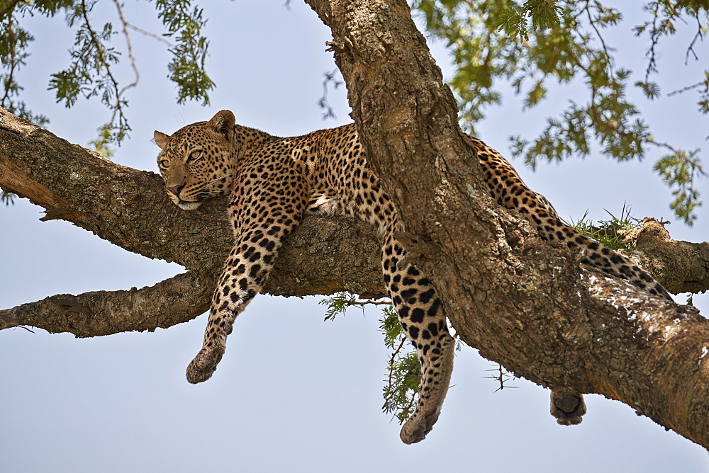 Leopard (Panthera pardus) relaxing in a tree, Serengeti National Park, Tanzania, East Africa, Africa