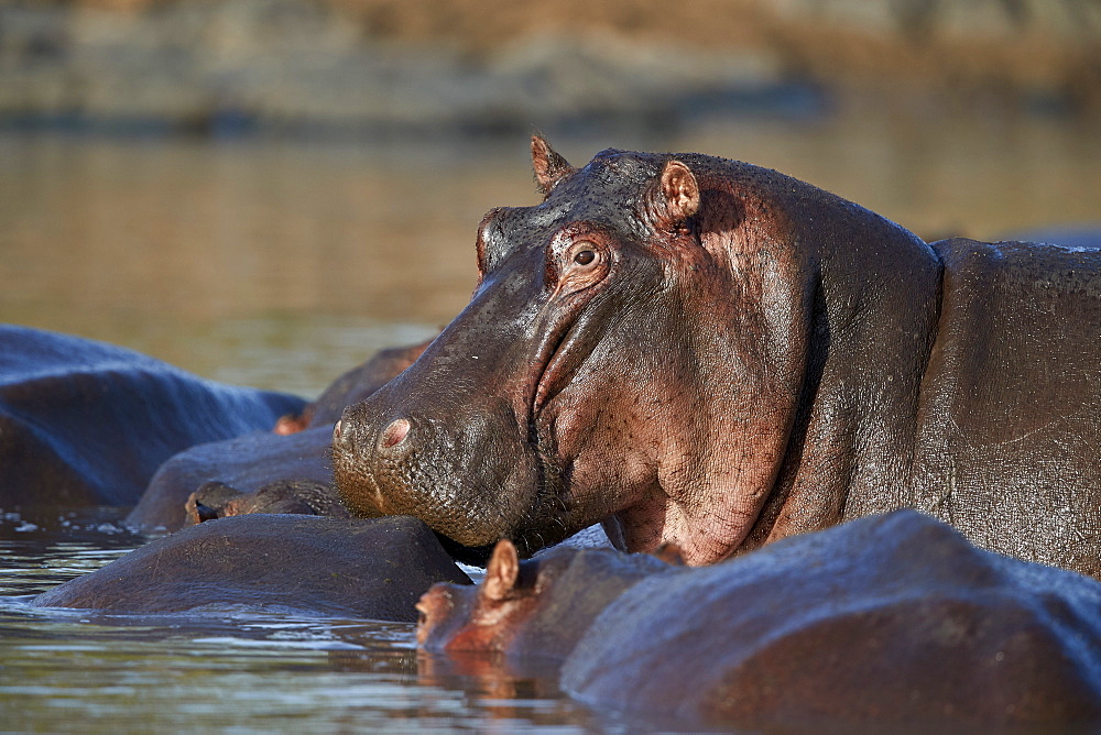 Hippopotamus (Hippopotamus amphibius) in a hippo pool, Serengeti National Park, Tanzania, East Africa, Africa