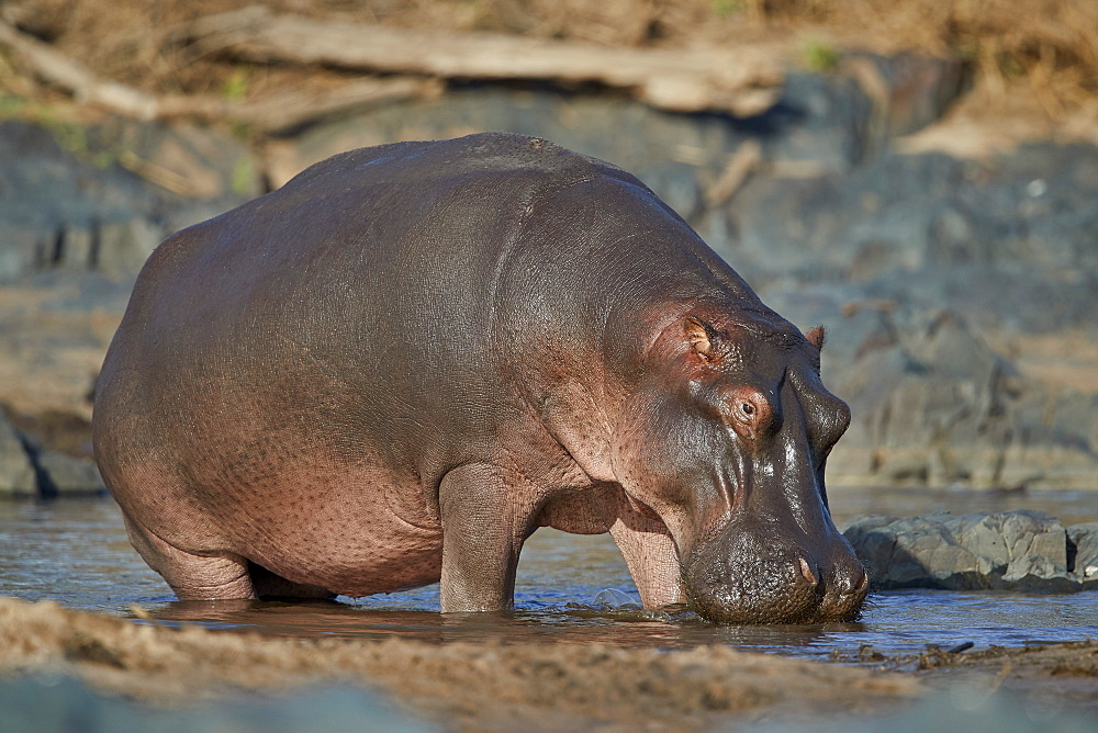 Hippopotamus (Hippopotamus amphibius), Serengeti National Park, Tanzania, East Africa, Africa