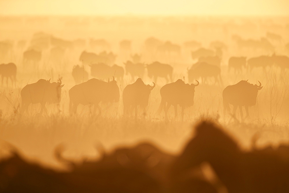 The Migration, blue wildebeest (Connochaetes taurinus) and common zebra (Equus burchelli), Serengeti National Park, Tanzania, East Africa, Africa