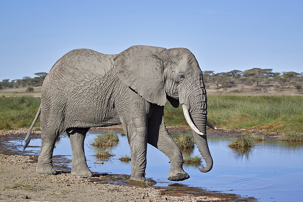 African Elephant (Loxodonta africana), male, Ngorongoro Conservation Area, Tanzania, East Africa, Africa