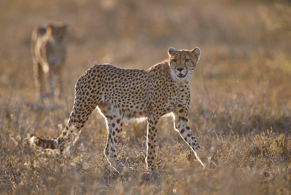 Two Cheetah (Acinonyx jubatus), Ngorongoro Conservation Area, Tanzania, East Africa, Africa