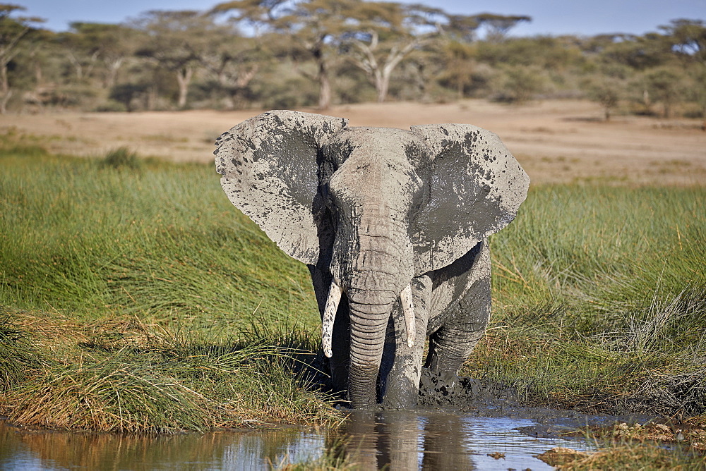 African Elephant (Loxodonta africana), male mud bathing, Ngorongoro Conservation Area, Tanzania, East Africa, Africa