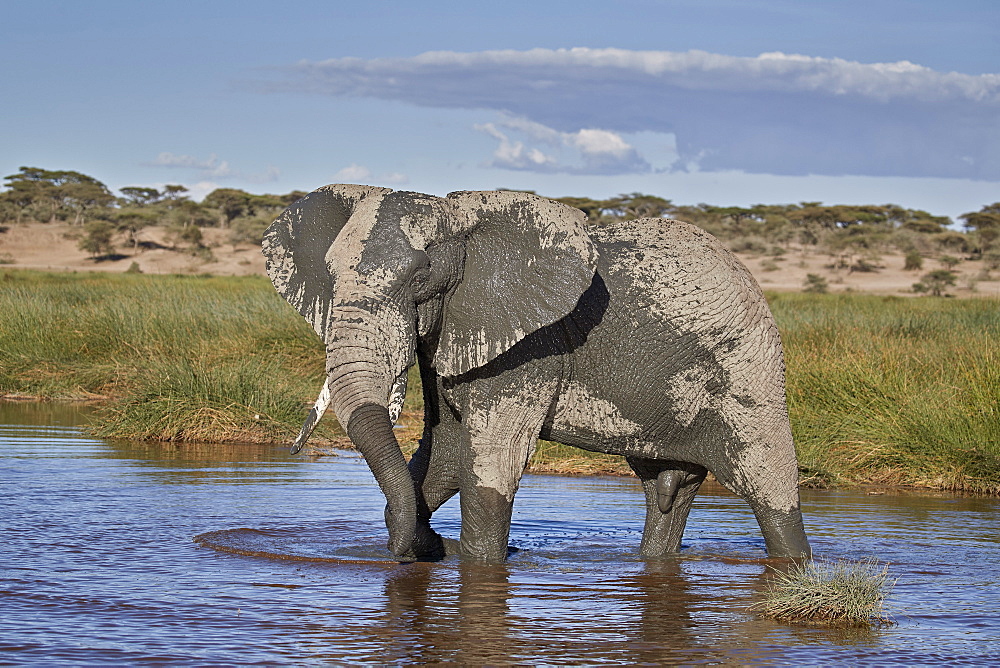 African Elephant (Loxodonta africana), male, Ngorongoro Conservation Area, Tanzania, East Africa, Africa