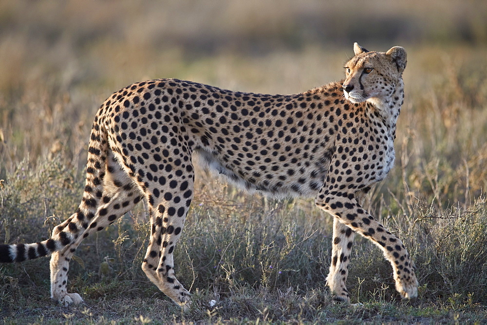 Cheetah (Acinonyx jubatus), Ngorongoro Conservation Area, Tanzania, East Africa, Africa