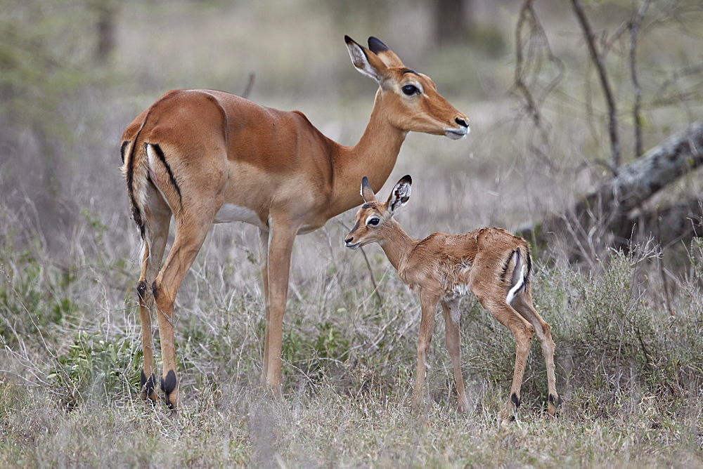 Impala (Aepyceros melampus) doe and minutes-old calf, Ngorongoro Conservation Area, Tanzania, East Africa, Africa