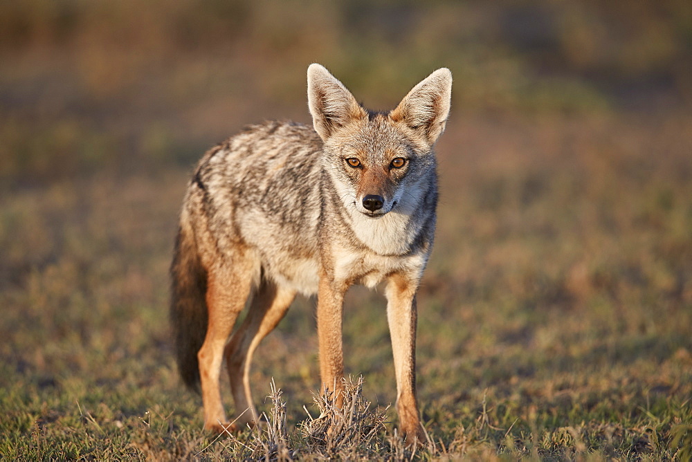 Golden Jackal (Canis aureus), Ngorongoro Conservation Area, Tanzania, East Africa, Africa