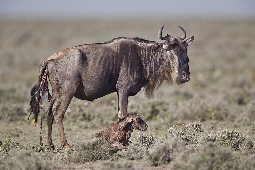 Blue Wildebeest (brindled gnu) (Connochaetes taurinus) new-born calf, Ngorongoro Conservation Area, Tanzania, East Africa, Africa