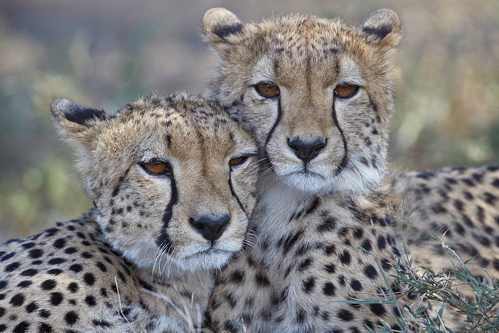 Two Cheetah (Acinonyx jubatus), Ngorongoro Conservation Area, Tanzania, East Africa, Africa