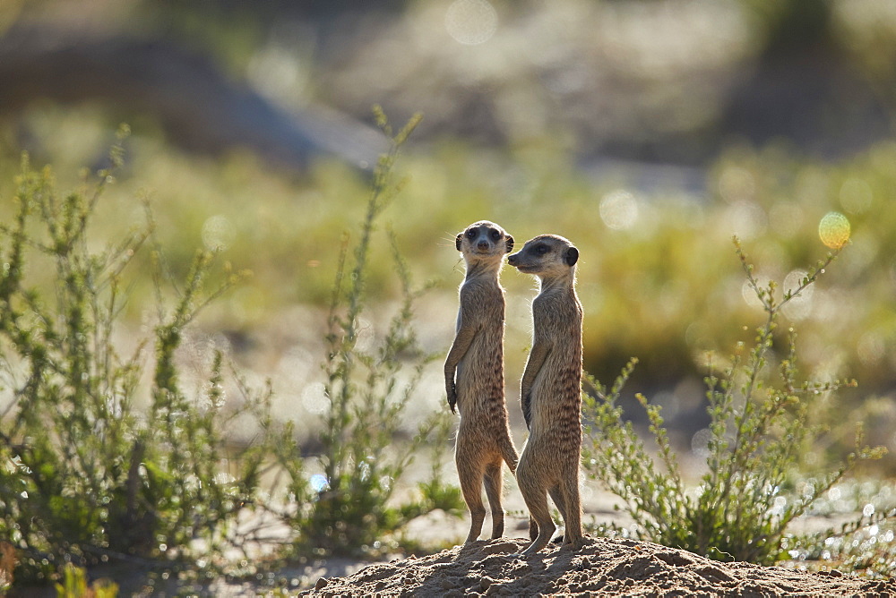 Two Meerkat (Suricate) (Suricata suricatta) prairie-dogging, Kgalagadi Transfrontier Park, South Africa, Africa