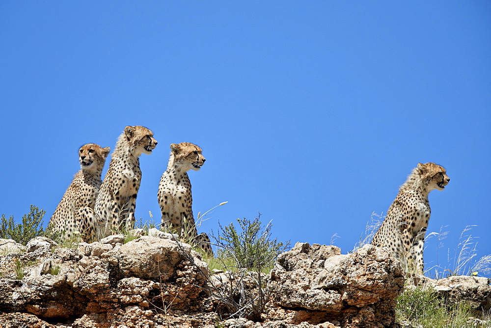 Four Cheetah (Acinonyx jubatus), Kgalagadi Transfrontier Park, South Africa, Africa