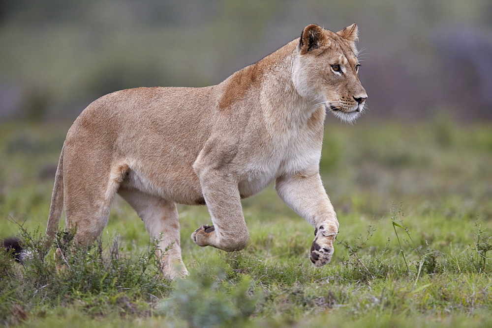 Lioness (Lion, Panthera leo) running, Addo Elephant National Park, South Africa, Africa