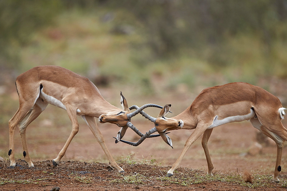 Impala (Aepyceros melampus) bucks sparring, Kruger National Park, South Africa, Africa