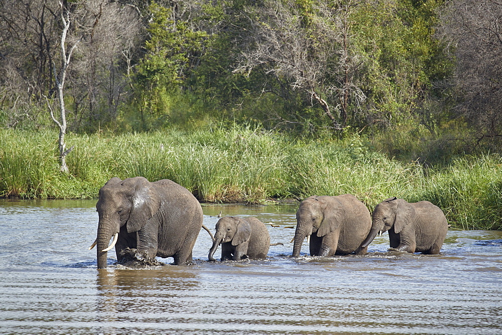 Line of African Elephant (Loxodonta africana) crossing a river, Kruger National Park, South Africa, Africa