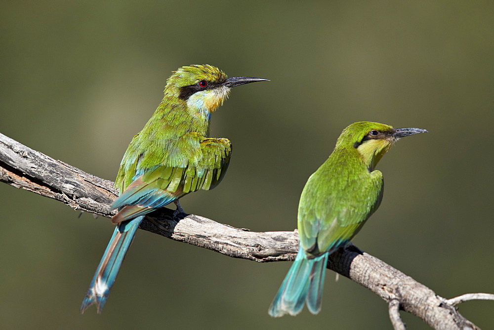 Swallow-tailed bee-eater (Merops hirundineus) adult and juvenile, Kgalagadi Transfrontier Park, South Africa, Africa