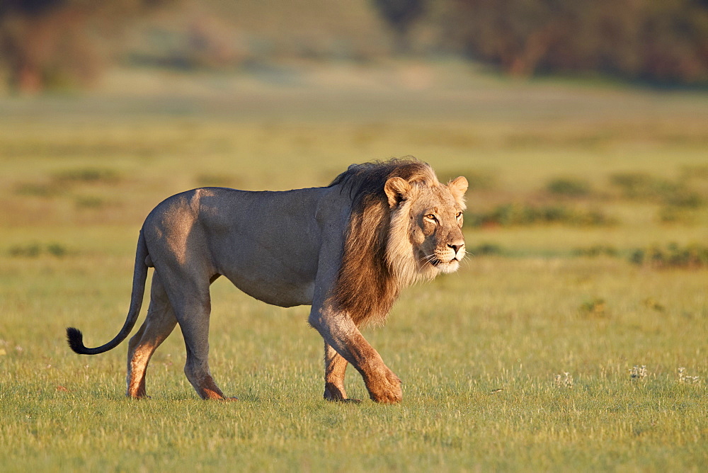 Lion (Panthera leo), Kgalagadi Transfrontier Park, South Africa, Africa