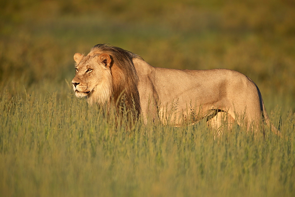 Lion (Panthera leo), Kgalagadi Transfrontier Park, South Africa, Africa