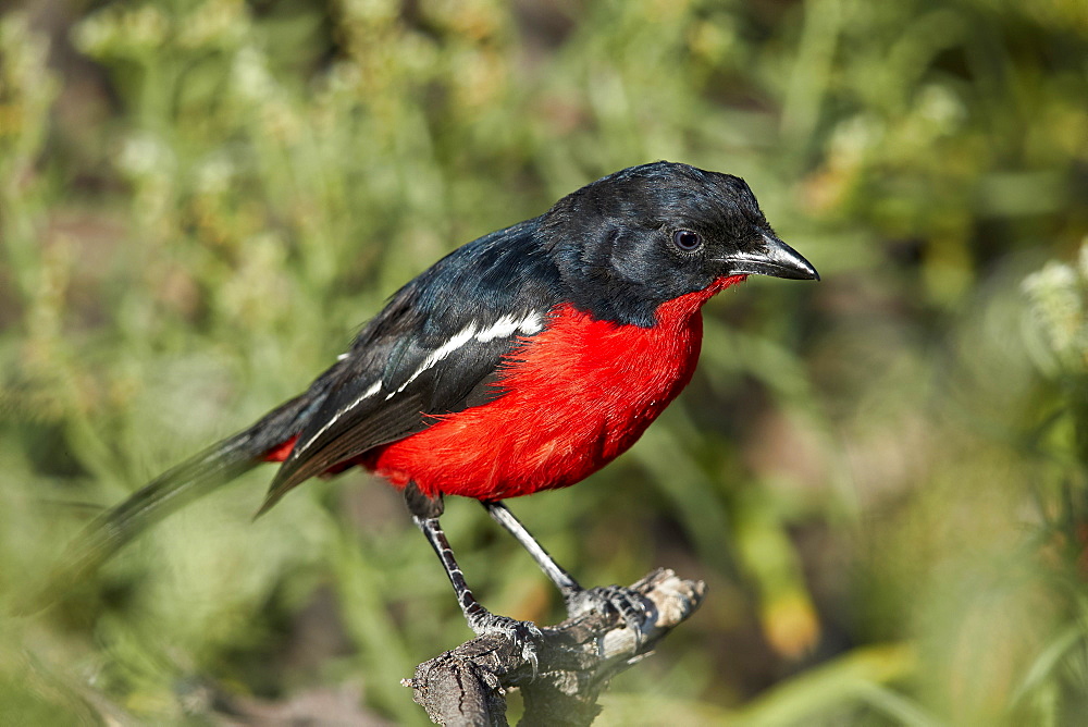 Crimson-breasted boubou (crimson-breasted shrike) (Laniarius atrococcieneus), Kgalagadi Transfrontier Park, South Africa, Africa